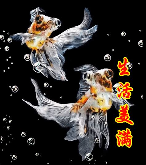 金魚花風水|【金魚花風水】金魚花風水：魚躍龍門，富貴臨門的居家好運花卉。